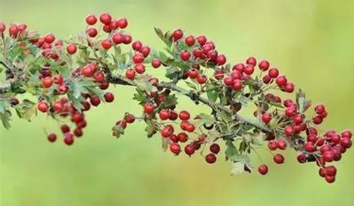 ������ʱ�������ǲ�(�й���)�ٷ���վ